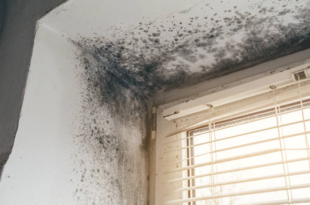 Affordable Hvac And Air Duct Mold Remediation solutions in Smithfield, NC